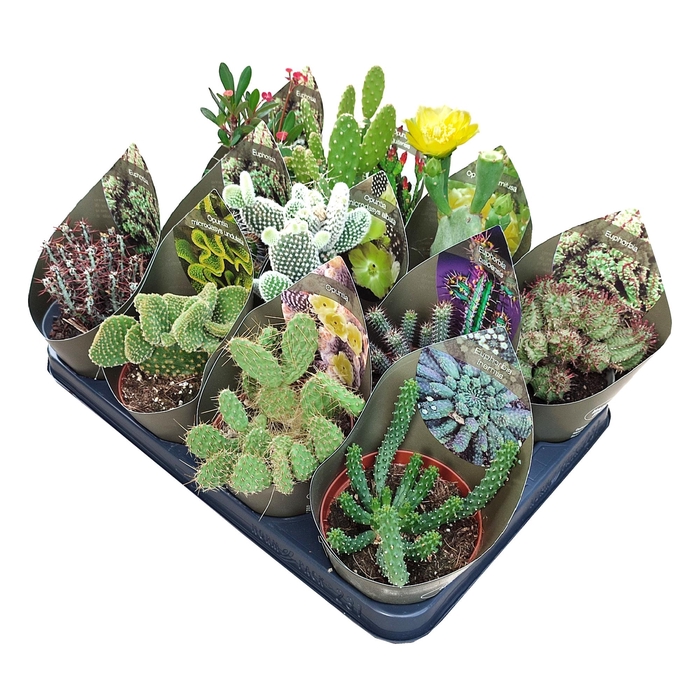 <h4>Cactus Gemengd Potcover</h4>