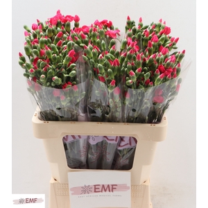 DIANTHUS SOLOMIO IMRE