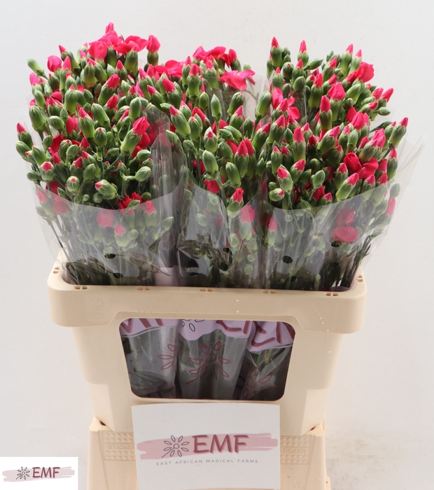 <h4>DIANTHUS SOLOMIO IMRE</h4>