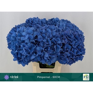 Hydr Pimpernel 60 cm Vicini