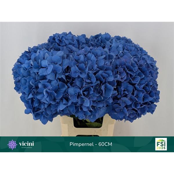 <h4>Hydr Pimpernel 60 cm Vicini</h4>