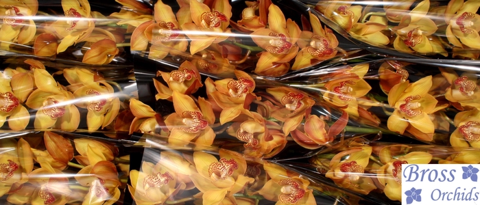 <h4>CYMB T ESTHER</h4>