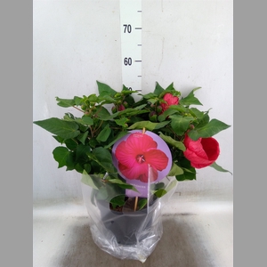 Hibiscus mosch. 'Extreme Magenta'