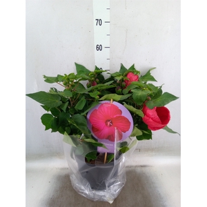 Hibiscus mosch. 'Extreme Magenta'