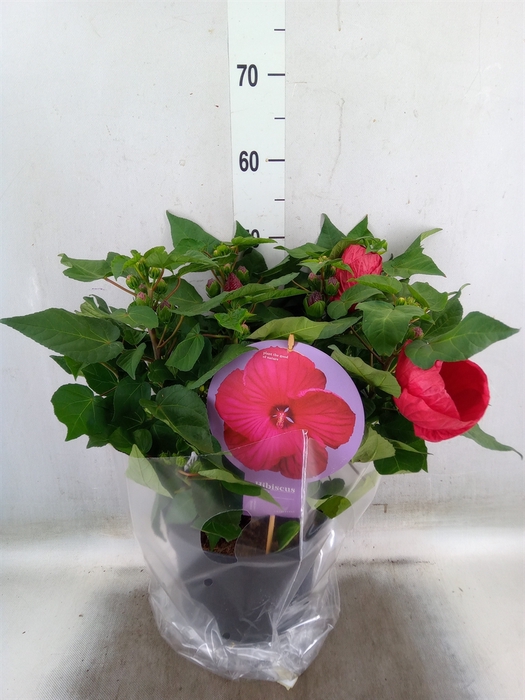 <h4>Hibiscus mosch. 'Extreme Magenta'</h4>