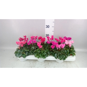 Cyclamen KL 'Bisous'