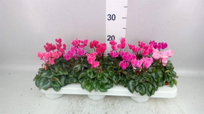 <h4>Cyclamen KL 'Bisous'</h4>