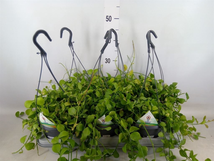 <h4>Dischidia pectenoides</h4>