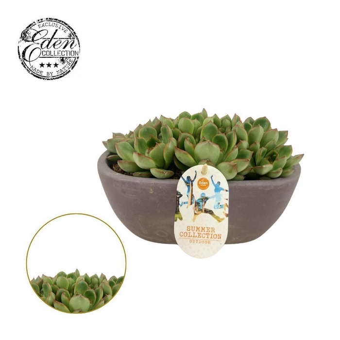 <h4>Echeveria Skater 25cm Summer Collection</h4>