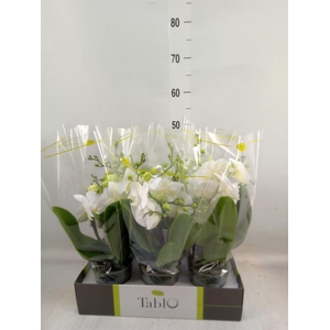 Phalaenopsis   ...white