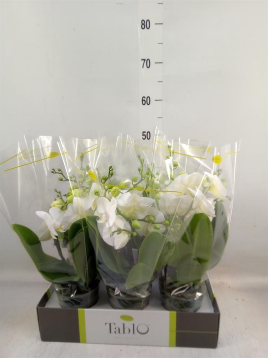 <h4>Phalaenopsis   ...white</h4>