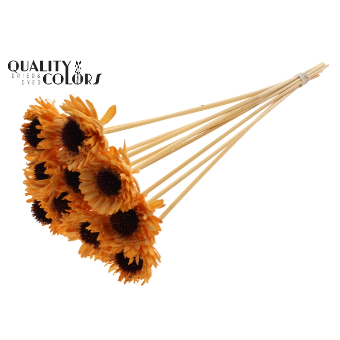 <h4>Shola Daisy Sunflower 6cm on stem Apricot</h4>