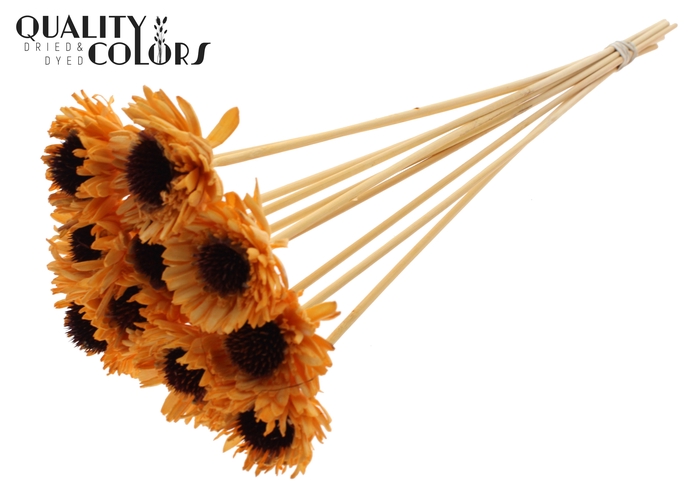 Shola Daisy Sunflower 6cm on stem Apricot