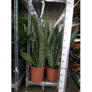 Sansevieria trifa.   ...