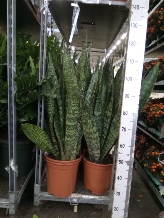 <h4>Sansevieria trifa.   ...</h4>
