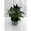 CAPSICUM ANNUUM  p6 Purple