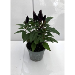 CAPSICUM ANNUUM  p6 Purple