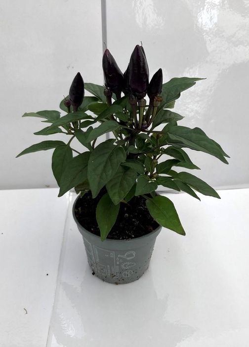 <h4>CAPSICUM ANNUUM  p6 Purple</h4>