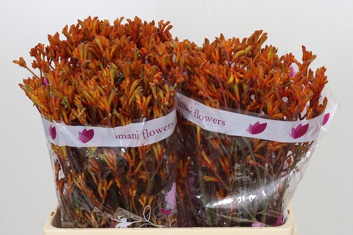 <h4>Anigozanthos Orange</h4>