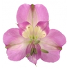 ALSTROEMERIA DECORA 080 CM ROSA