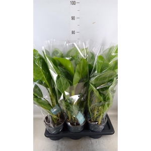 Aglaonema  'Silver Bay'