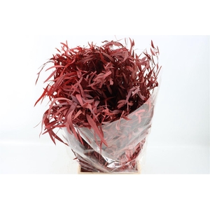 Pres Euca Nicoly Red 150gr Bunch