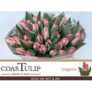 Tulipa fr lingerie