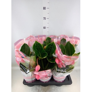 Medinilla magn. 'Flamenco'