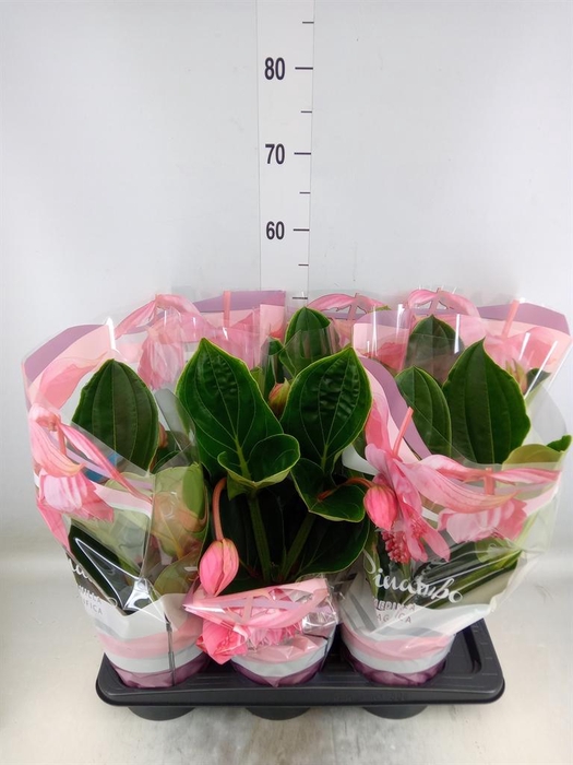 <h4>Medinilla magn. 'Flamenco'</h4>