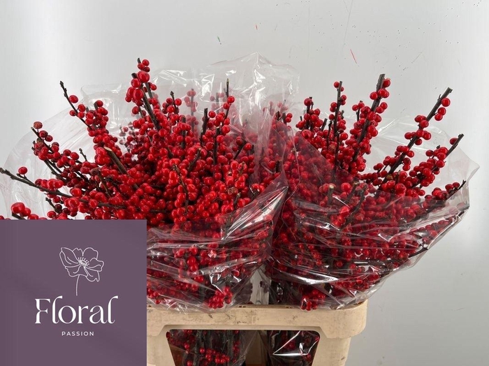 <h4>ILEX VE RODE BES</h4>