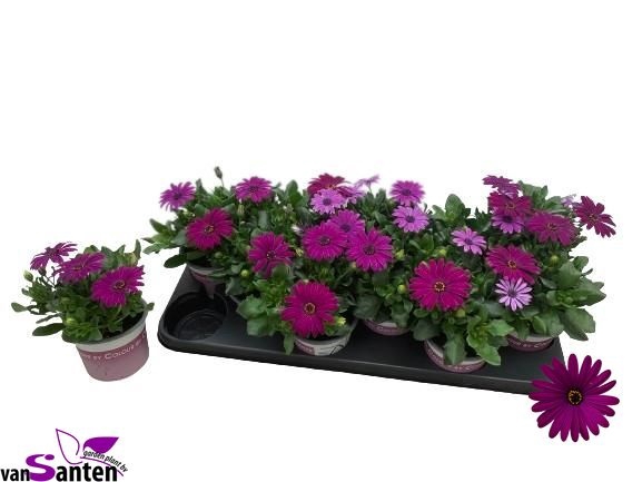 <h4>OSTEO MA COOL PURPLE</h4>