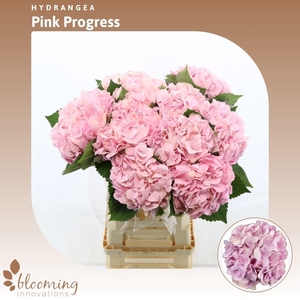 Hydrabloom Pink Progress