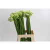 Ornithogalum Saundersiae