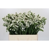 Limonium sinuatum Silvery Sun Birds