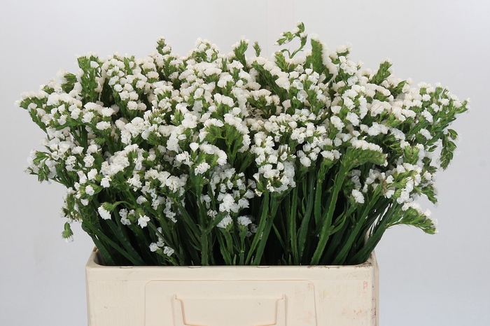 <h4>Limonium sinuatum Silvery Sun Birds</h4>