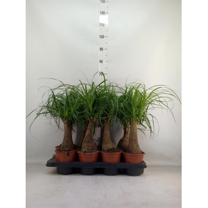 Beaucarnea recurvata