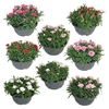 Dianthus Oscar gemengd