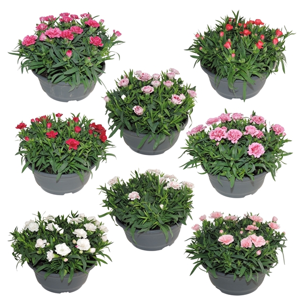 Dianthus Oscar gemengd