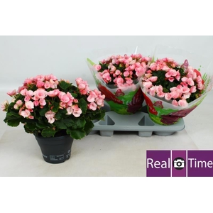 BEG EN BETULIA CANDY