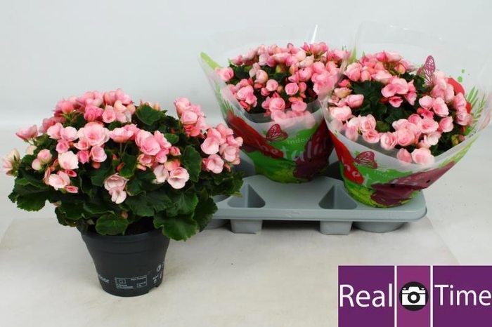 <h4>BEG EN BETULIA CANDY</h4>