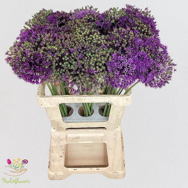<h4>ALLIUM ZAADBOLLEN</h4>