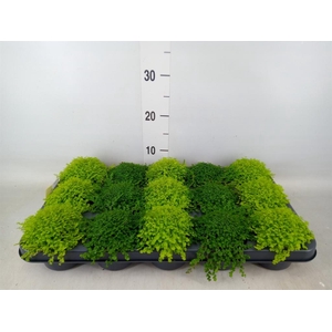 Soleirolia soleirolii   ...mix 2