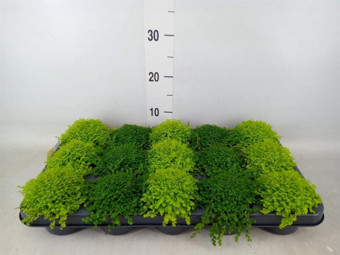 <h4>Soleirolia soleirolii   ...mix 2</h4>