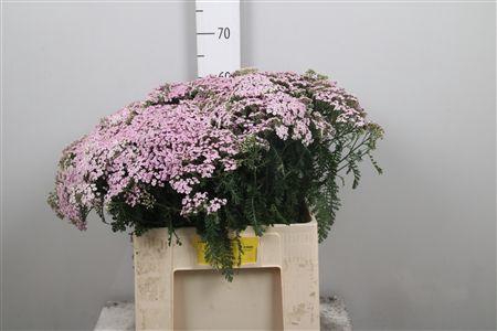 <h4>Achil M Eastender</h4>