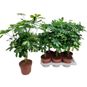 SCHEF AR GOLD CAPELL