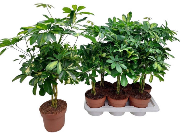 <h4>SCHEF AR GOLD CAPELL</h4>