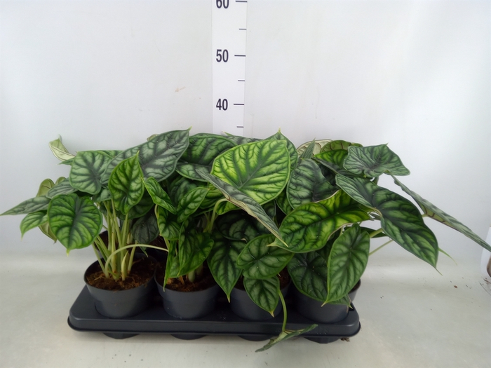 <h4>Alocasia  'Dragon Scale'</h4>