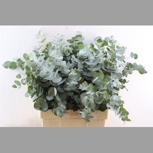 Euca Cinerea 300gr P Bunch S A