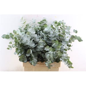 Euca Cinerea 300gr P Bunch S A