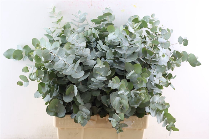 <h4>Euca Cinerea 300gr P Bunch S A</h4>